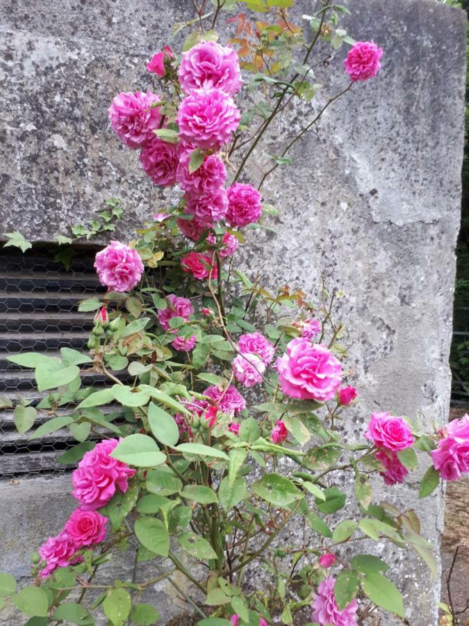 Conways B&B Claremorris Extérieur photo
